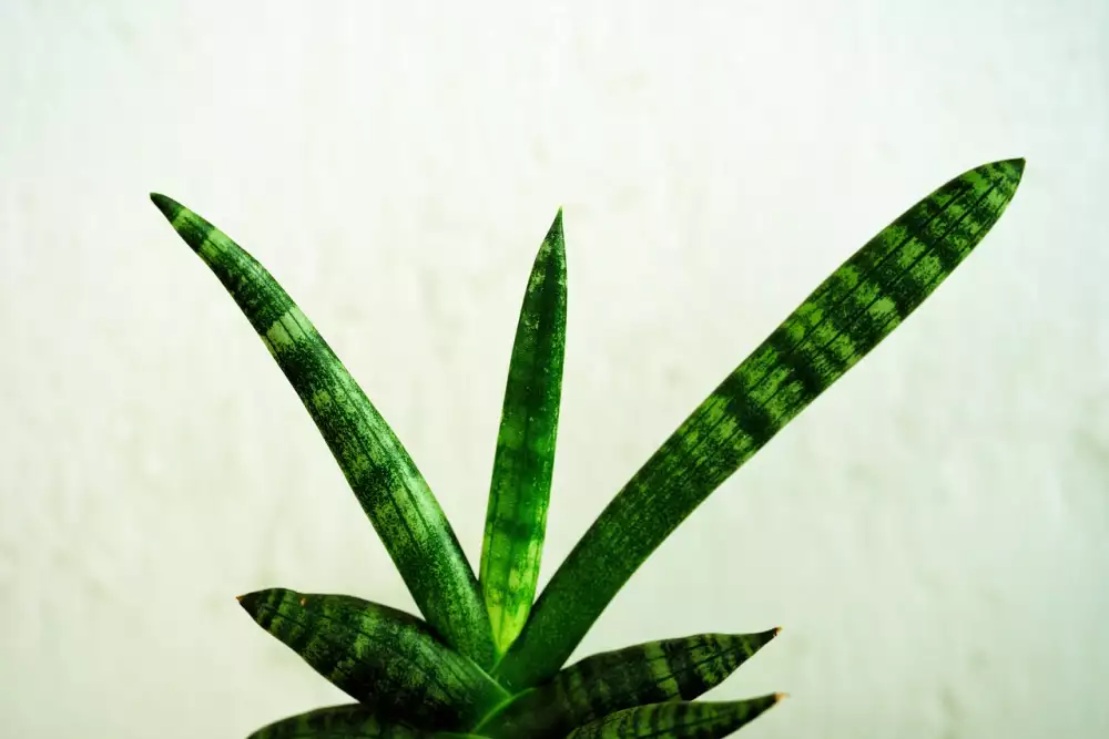 Sansevieria Trifasciata